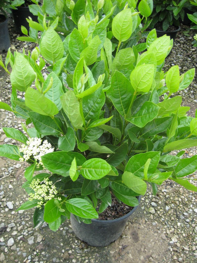 Winterthur Viburnum (Viburnum nudum 'Winterthur') - 3 gallon 18"