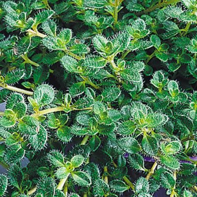 Woolly Thyme (Thymus pseudolanuginosus 'Pseudo. Wooly') - QT