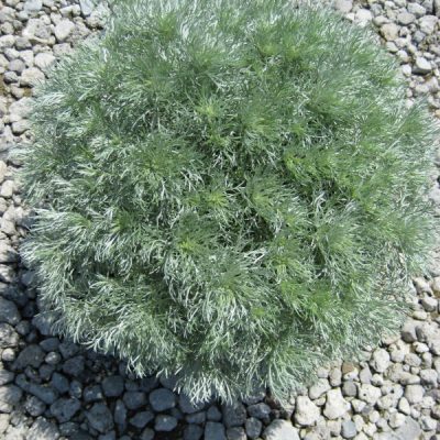 Wormwood 'Silver Mound' (Artemisia schmidtiana 'Silver Mound') - 1 gallon
