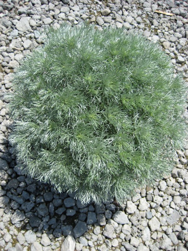 Wormwood 'Silver Mound' (Artemisia schmidtiana 'Silver Mound') - QT