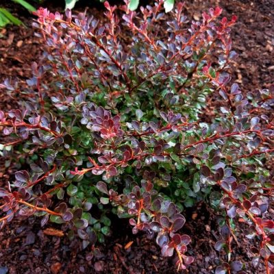 WorryFree® Crimson Cutie® Barberry (Berberis thunbergii 'Crimson Cutie') - 2 gallon 10"