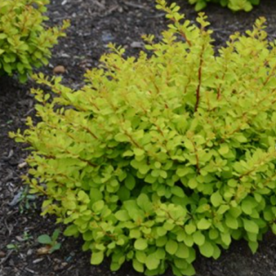 WorryFree® Lemon Glow® Barberry (Berberis thunbergii 'Lemon Glow') - 2 gallon 10"