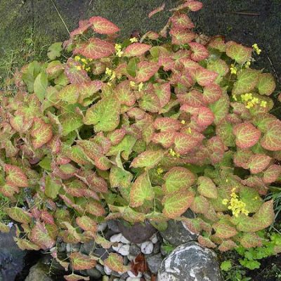Yellow Barrenwort (Epimedium x perralchinum 'Frohnleiten') - 1 gallon