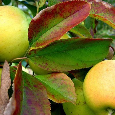 Yellow Delicious Apple (Malus 'Fruit Yellow Delicious') - 2 gallon 36"