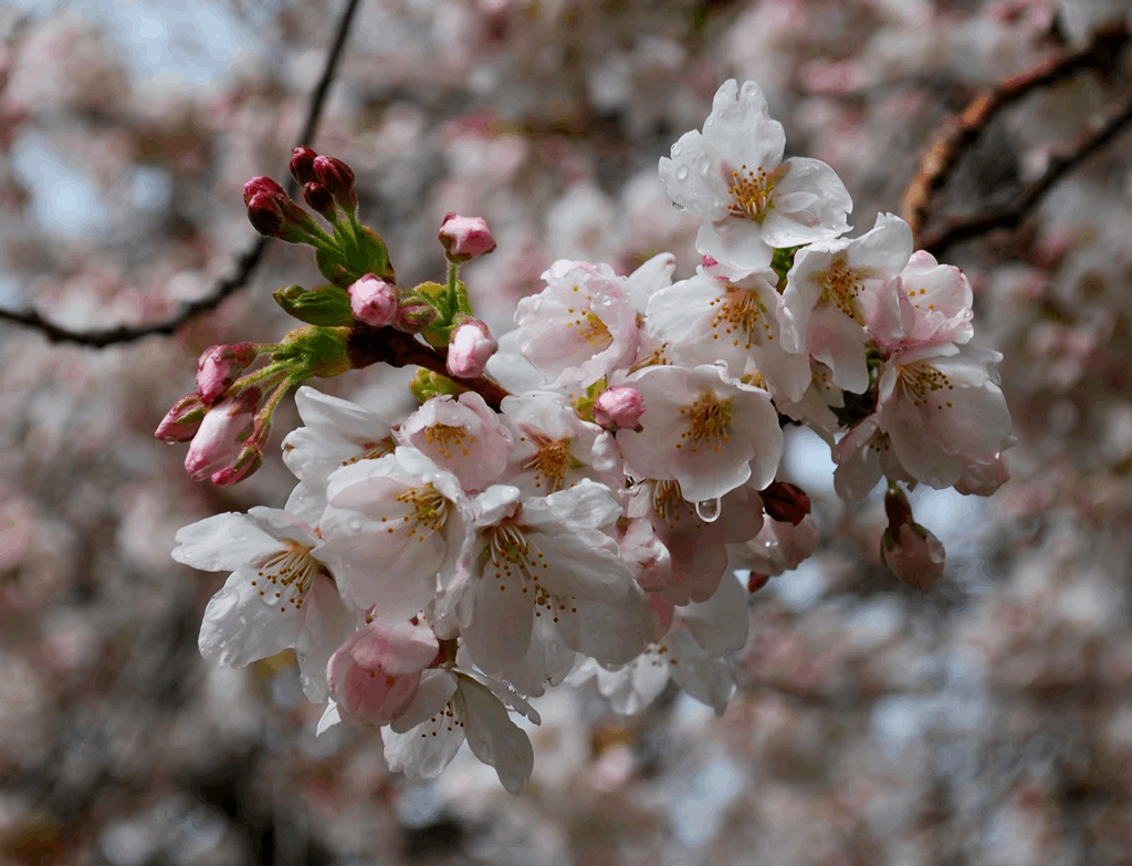 Yoshino Cherry (Prunus x yedoensis 'Yoshino') - 3 gallon 36"