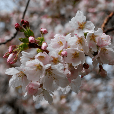 Yoshino Cherry (Prunus x yedoensis 'Yoshino') - 3 gallon 36"