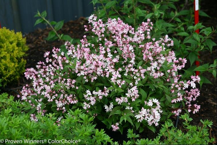Yuki Cherry Blossom® Deutzia (Deutzia yuki 'Cherry Blossom') - QT