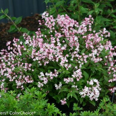 Yuki Cherry Blossom® Deutzia (Deutzia yuki 'Cherry Blossom') - QT