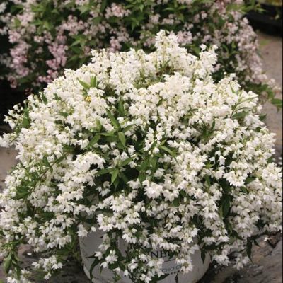 Yuki Snowflake® Deutzia (Deutzia yuki 'Snowflake') - QT