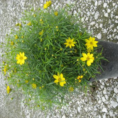 Zagreb Tickseed (Coreopsis verticillata 'Zagreb') - 1 gallon