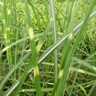 Zebra Grass (Miscanthus sinensis 'Zebrinus') - 2 gallon