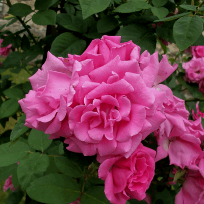 Zephirine Drouhin Climbing Rose (Rosa CL 'Zephirine Drouhin') - 2 gallon