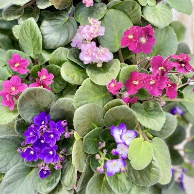 African Violet