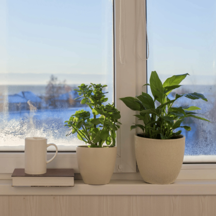 Houseplant Care: From Outdoors to Indoors