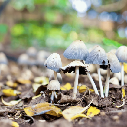 Let’s Grow Mushrooms!
