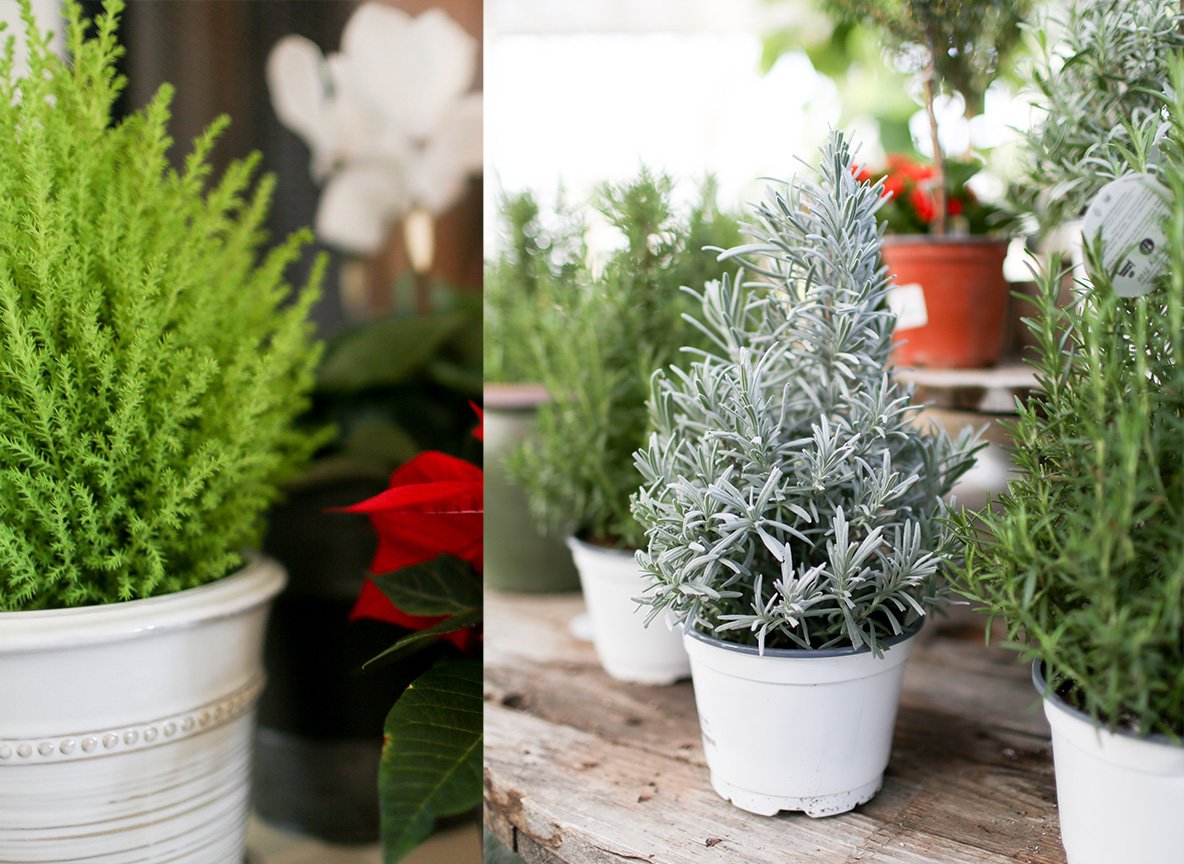 Lemon Cypress, Rosemary and Lavender