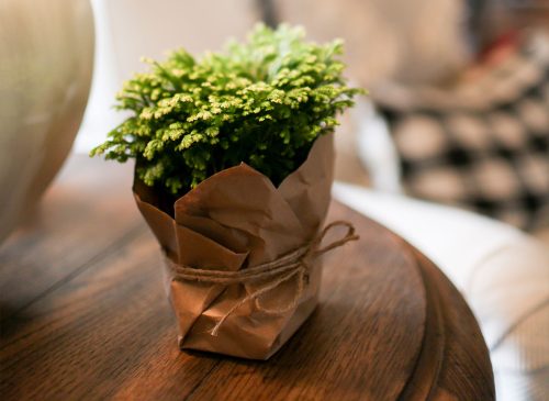 Frosty Fern: A Cool, Bright Touch for the Holiday Season