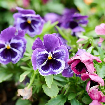Pansies
