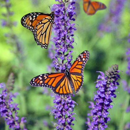 Life of a Butterfly