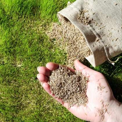 Fall Seeding