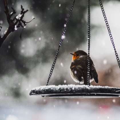 For the Love of Birds
