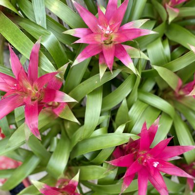 Bromeliad (Aechmea spp.)