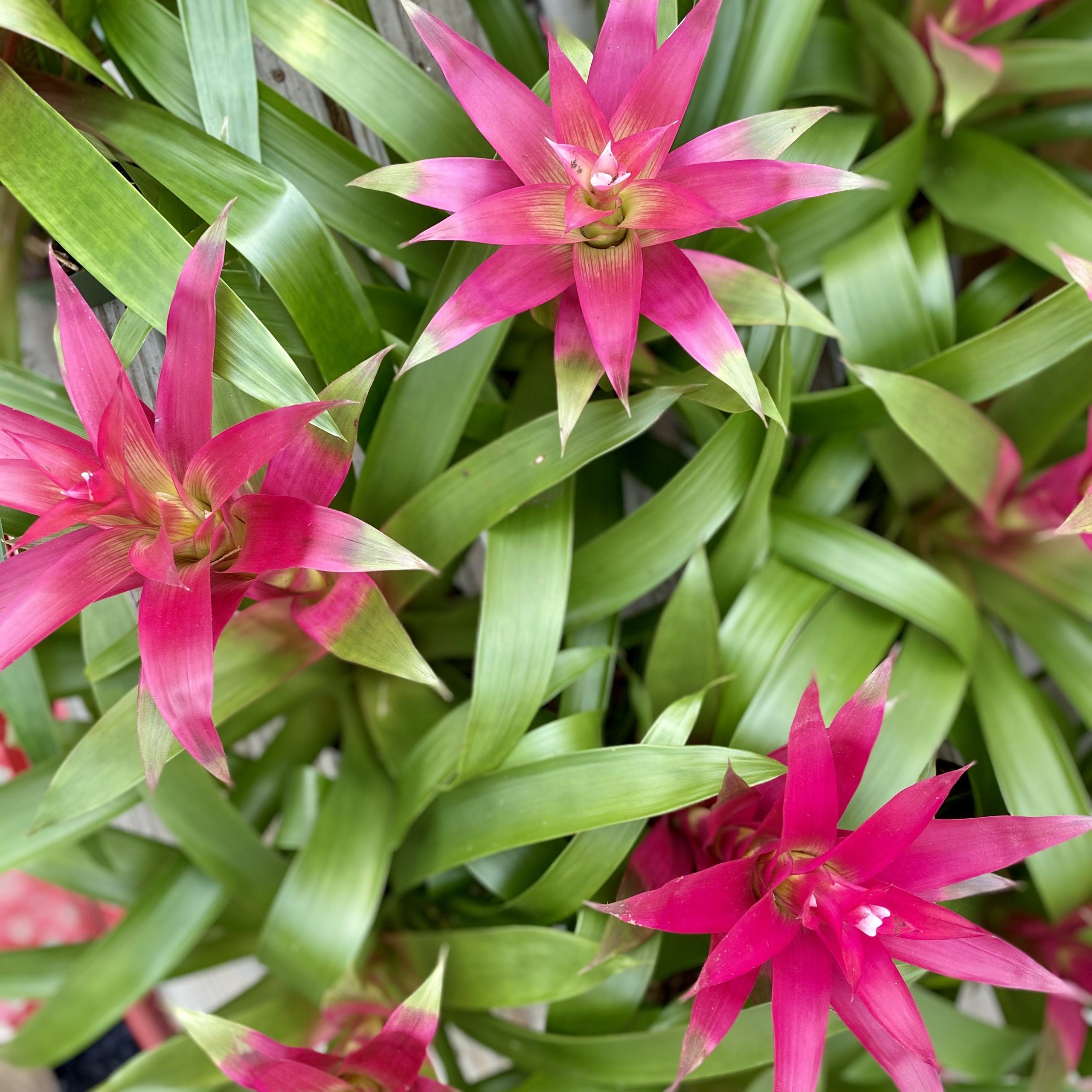 Bromeliad (Aechmea spp.)