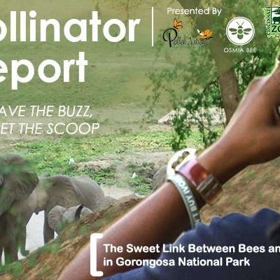 Webinar: How Bees Are a Sweet Link for Coexistence & Sustainable Development