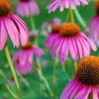 echinacea