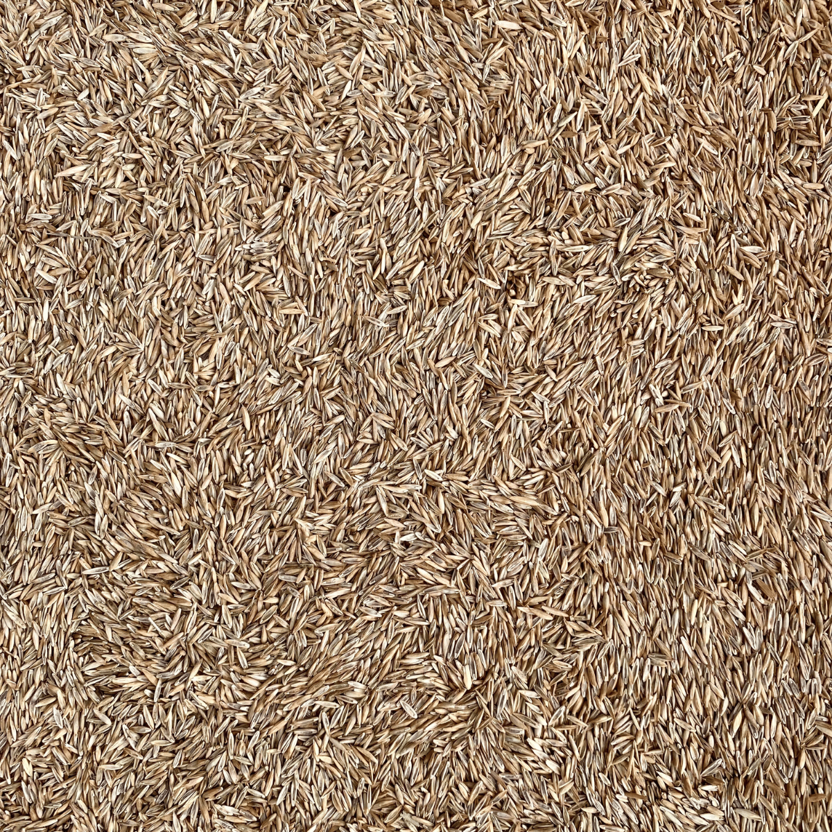 Fescue Grass Seed