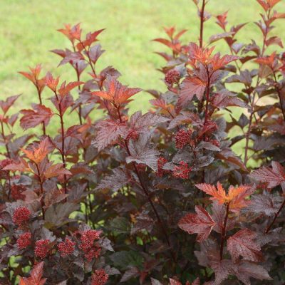 Ninebark 'Ginger Wine'