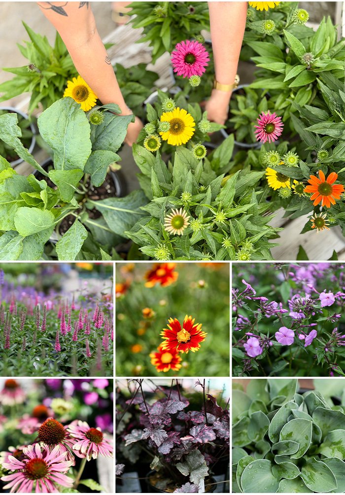 Perennials in June