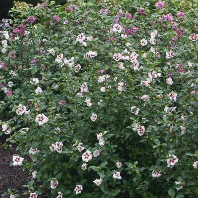 Rose of Sharon 'Lil’ Kim'