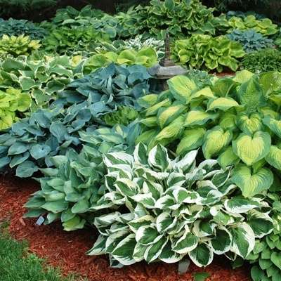 Hosta Hoopla - Image 7