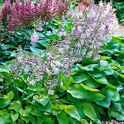 Hosta Hoopla - Image 6