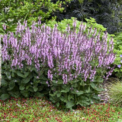 Salvia - Image 2