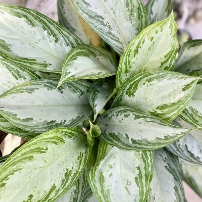 Aglaonema ‘Silver Bay’ (Chinese Evergreen)
