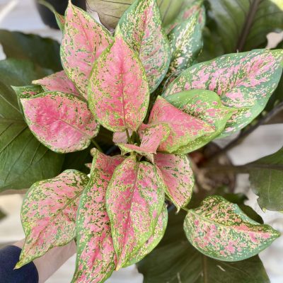 Aglaonema ‘Valentine’ (Chinese Evergreen)