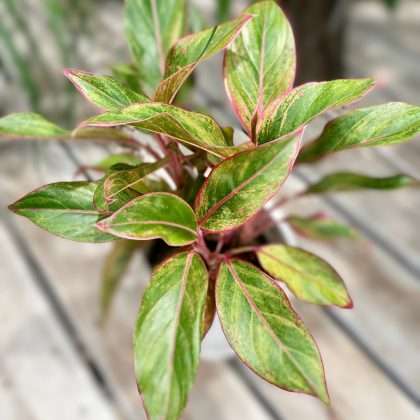 Aglaonema 'Siam'