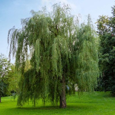 Babylon Weeping Willow