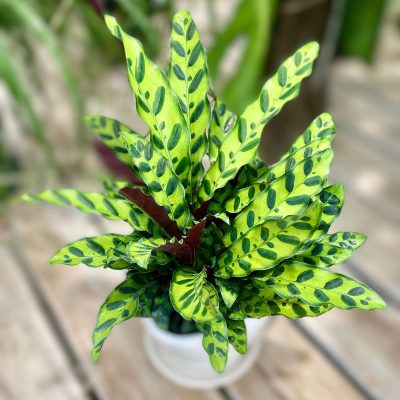 Calathea 'Rattlesnake'