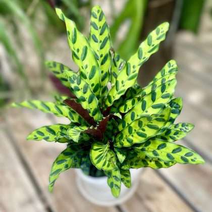 Calathea 'Rattlesnake'
