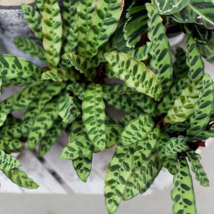 Calathea 'Rattlesnake'