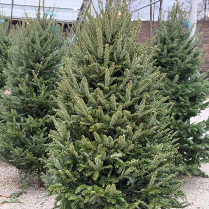 Canaan Fir