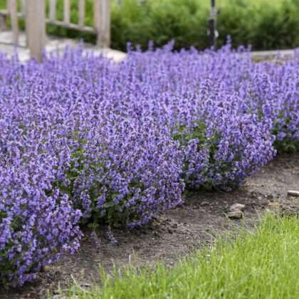 Cat’s Pajamas” Catmint