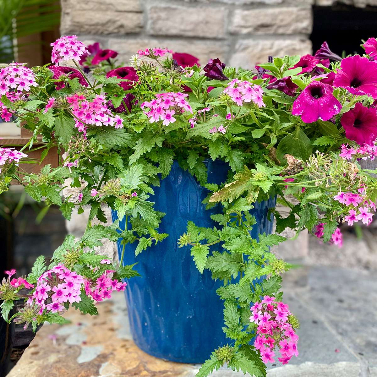 Container Gardens - Image 2