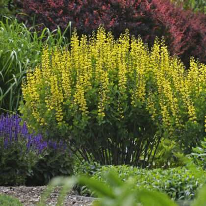 Decadence “Lemon Meringue” False Indigo (Baptisia hybrid)
