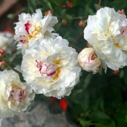 Festiva Maxima Peony