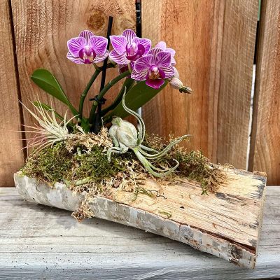 Living Art Creations: Orchid & Air Plant on Birch Log