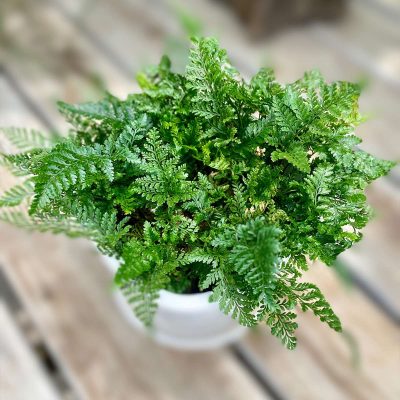 Rabbit Foot Fern